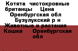 Котята- чистокровные британцы. › Цена ­ 700 - Оренбургская обл., Бузулукский р-н Животные и растения » Кошки   . Оренбургская обл.